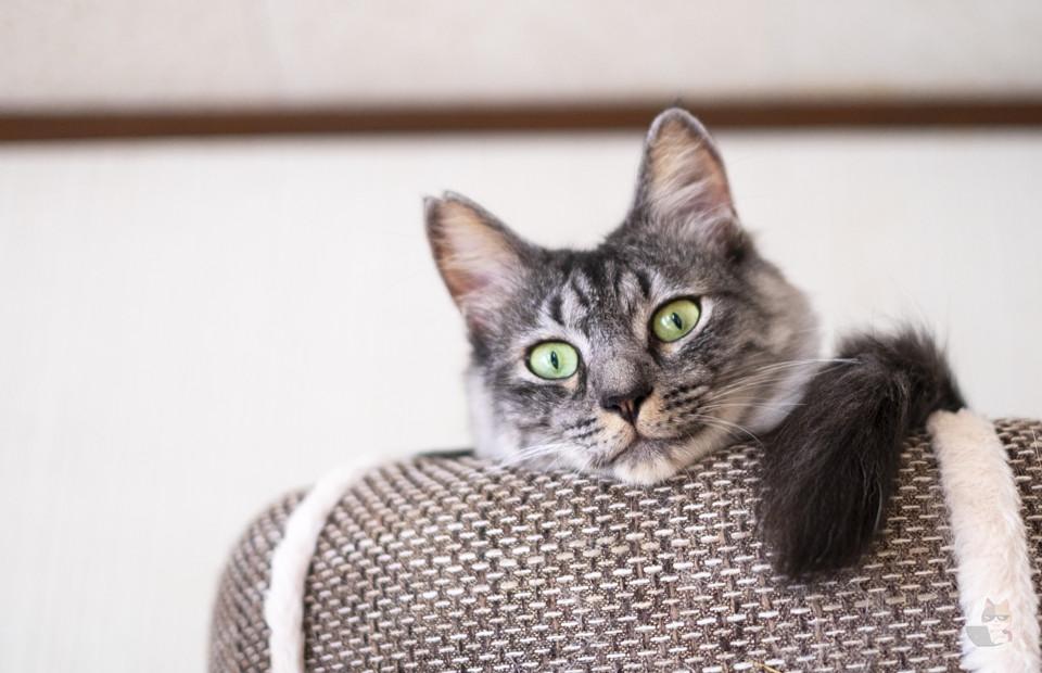 猫「撫でろ(スリスリ)」ワイ「はい……」猫「触るな(ガブー)」ワイ「はい……」←これ