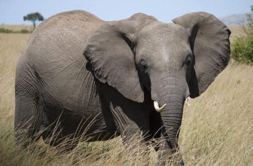 草食動物強さランキング作ったけどどうや?