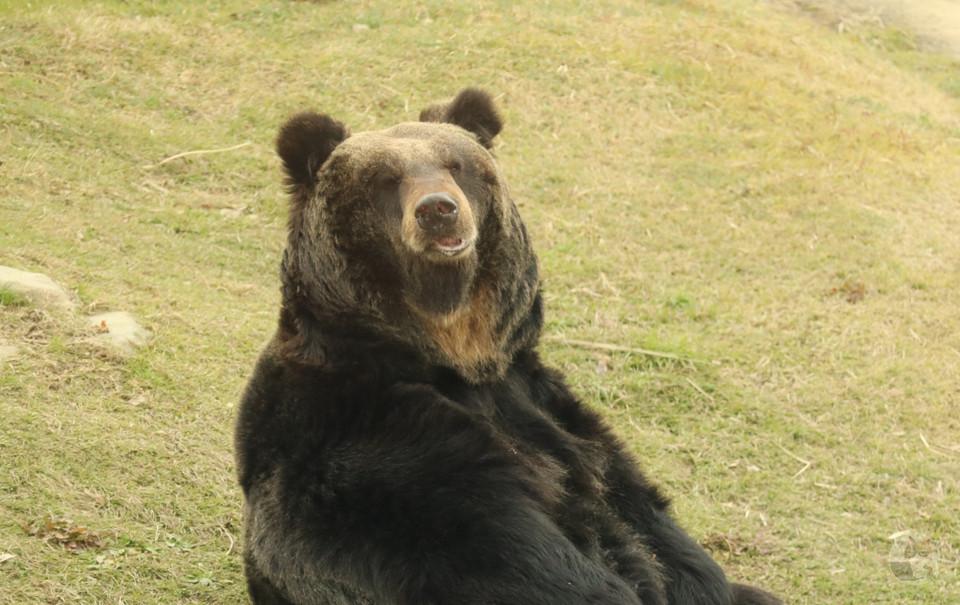 クマ牧場行ってきた🧸🐻