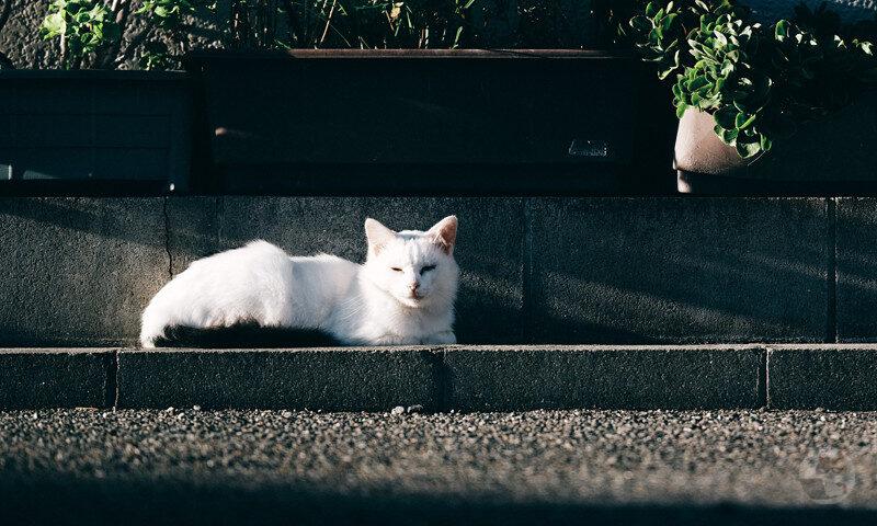 猫いた!!!!!!!!!