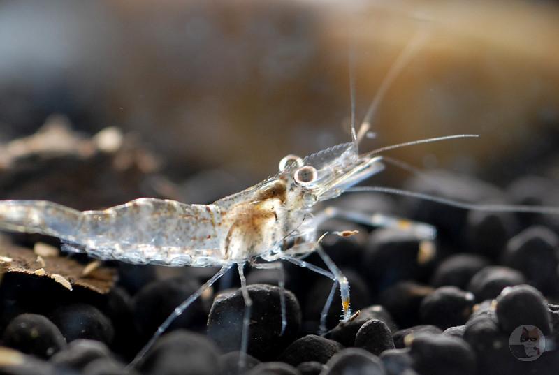【画像】ワイ、スジエビを乱獲してしまう