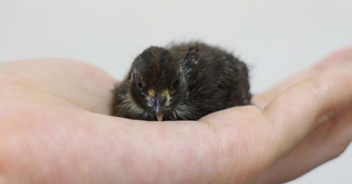 うずら拾ったんやが飼育方法教えてくれ