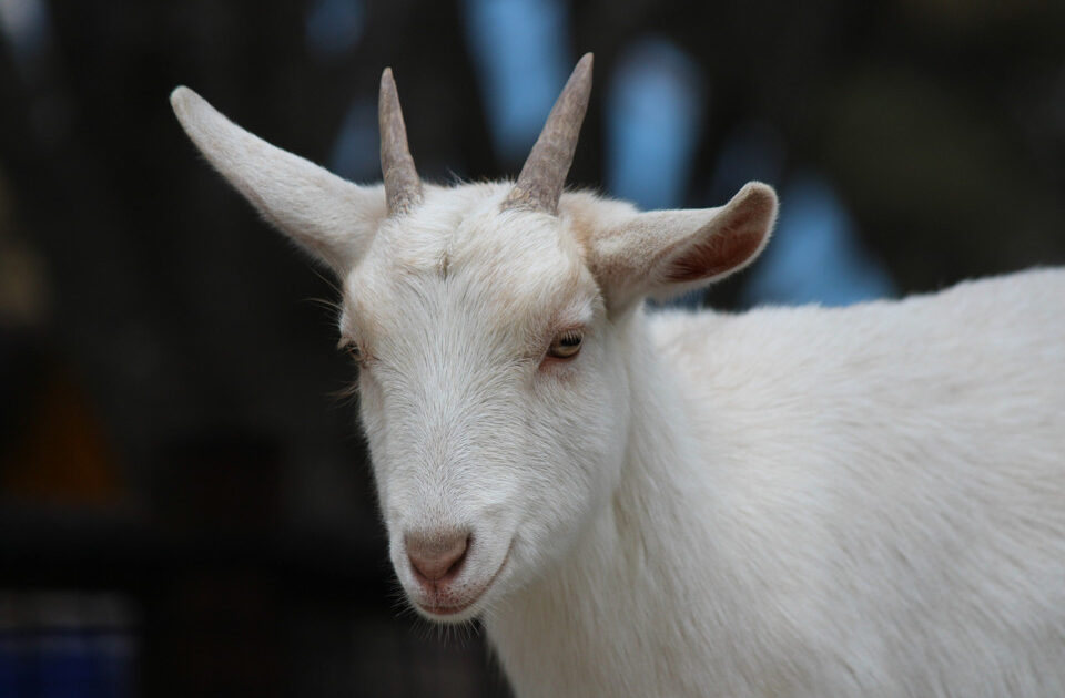 【動画】ほぼ垂直の壁を登る山羊の魅力