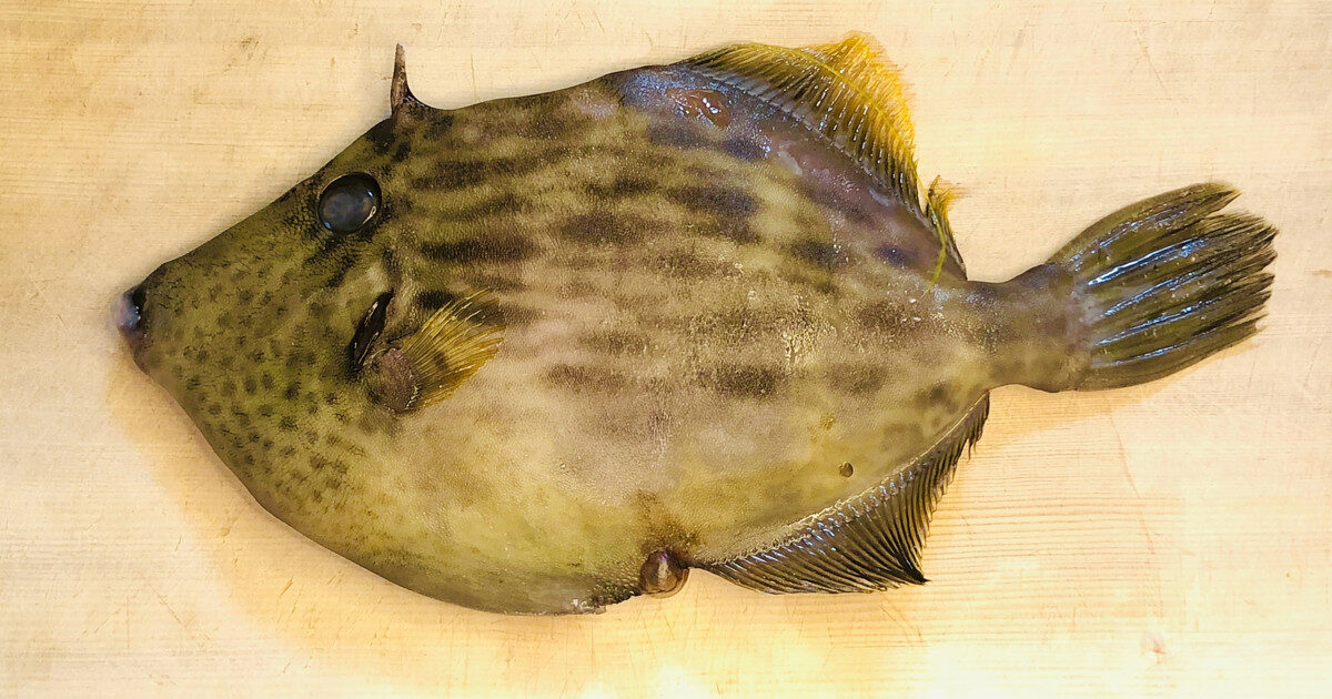 カワハギとかいう神の魚