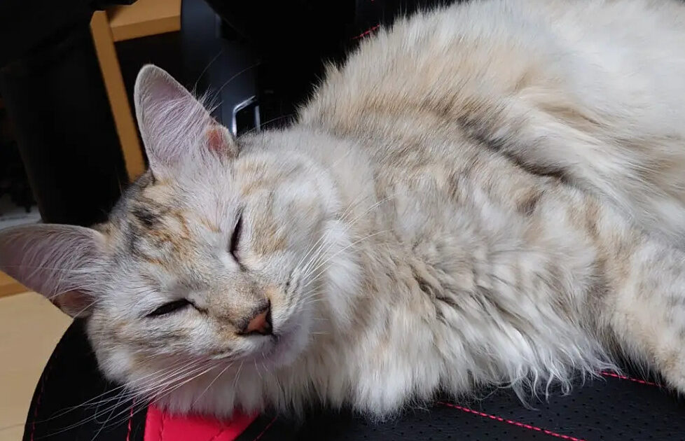 【画像】うちの猫、モフモフでかわいい