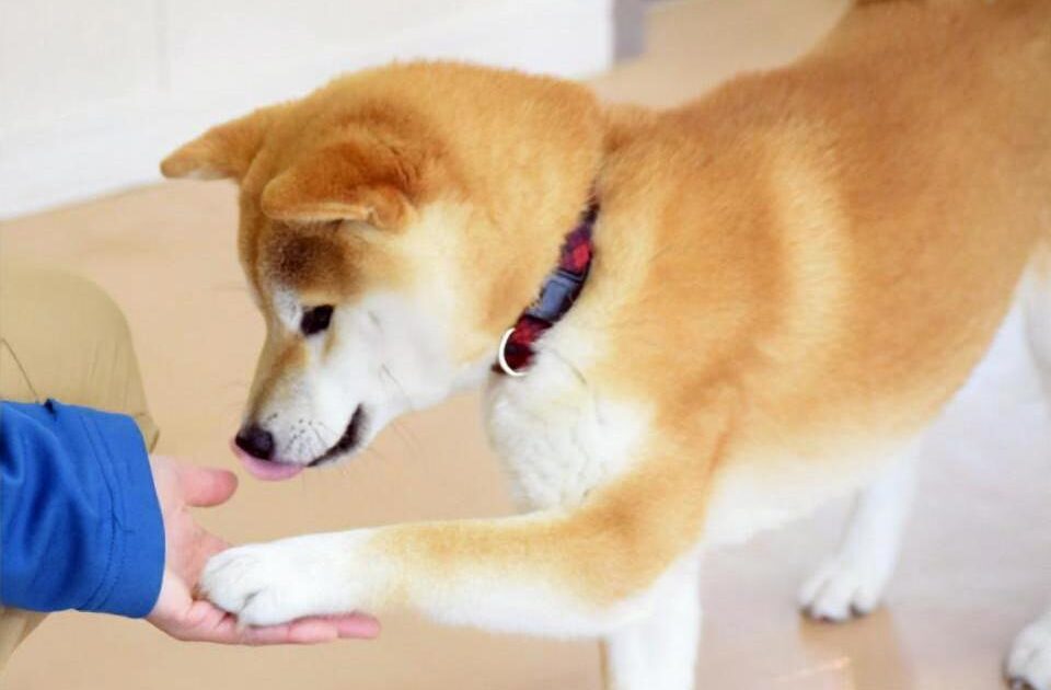 【悲報】イッヌ、お手をする場所を間違える