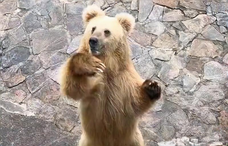 【動画】野生を無くしたヒグマ、なんJ民でも勝てるレベルまで弱体化する