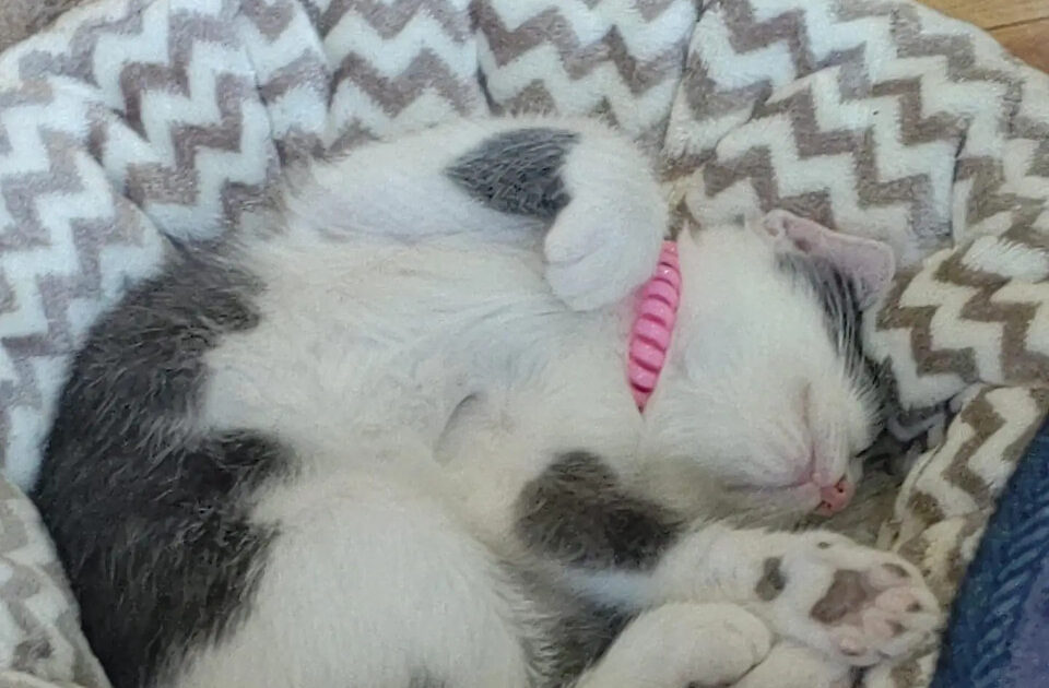 【画像あり】男一人で猫カフェ行ってしまってもええんか?