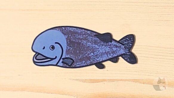 【海洋生物学】新種の大型深海魚 ヨコヅナイワシの撮影に成功 八丈島の沖合