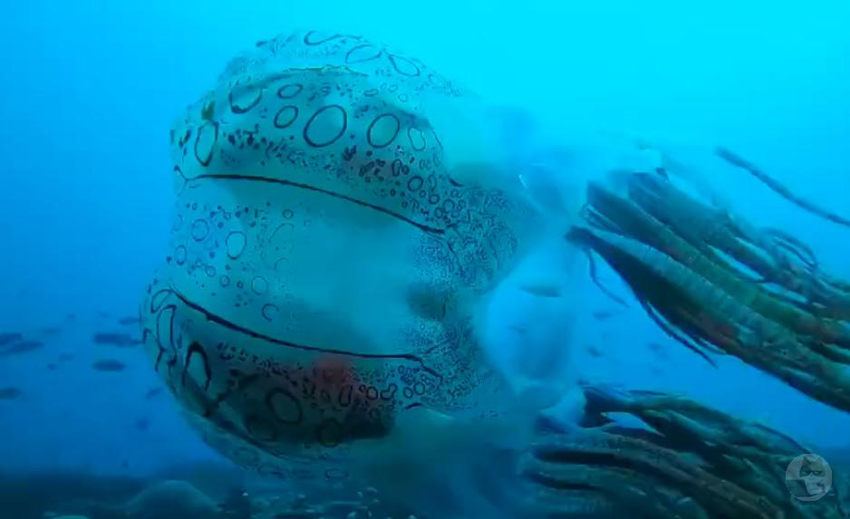 【動画】謎のクラゲ貼る