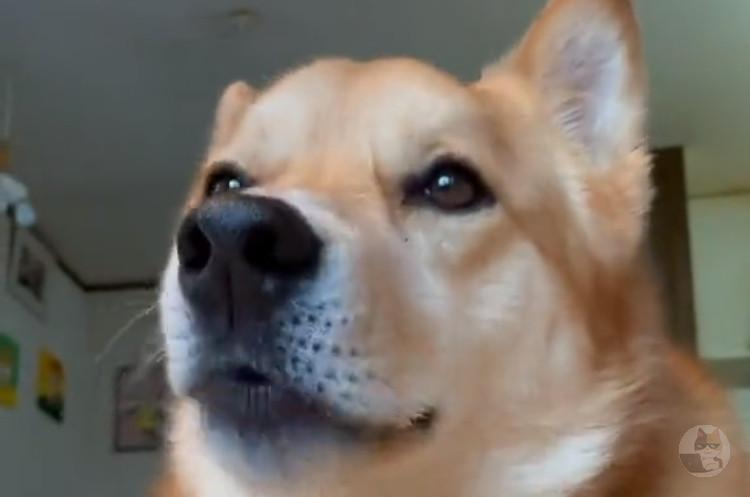 【動画】キュウリダイスキーヌ見つかる