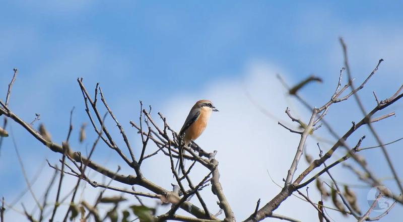 カメラド初心者ワイ、野鳥を撮る