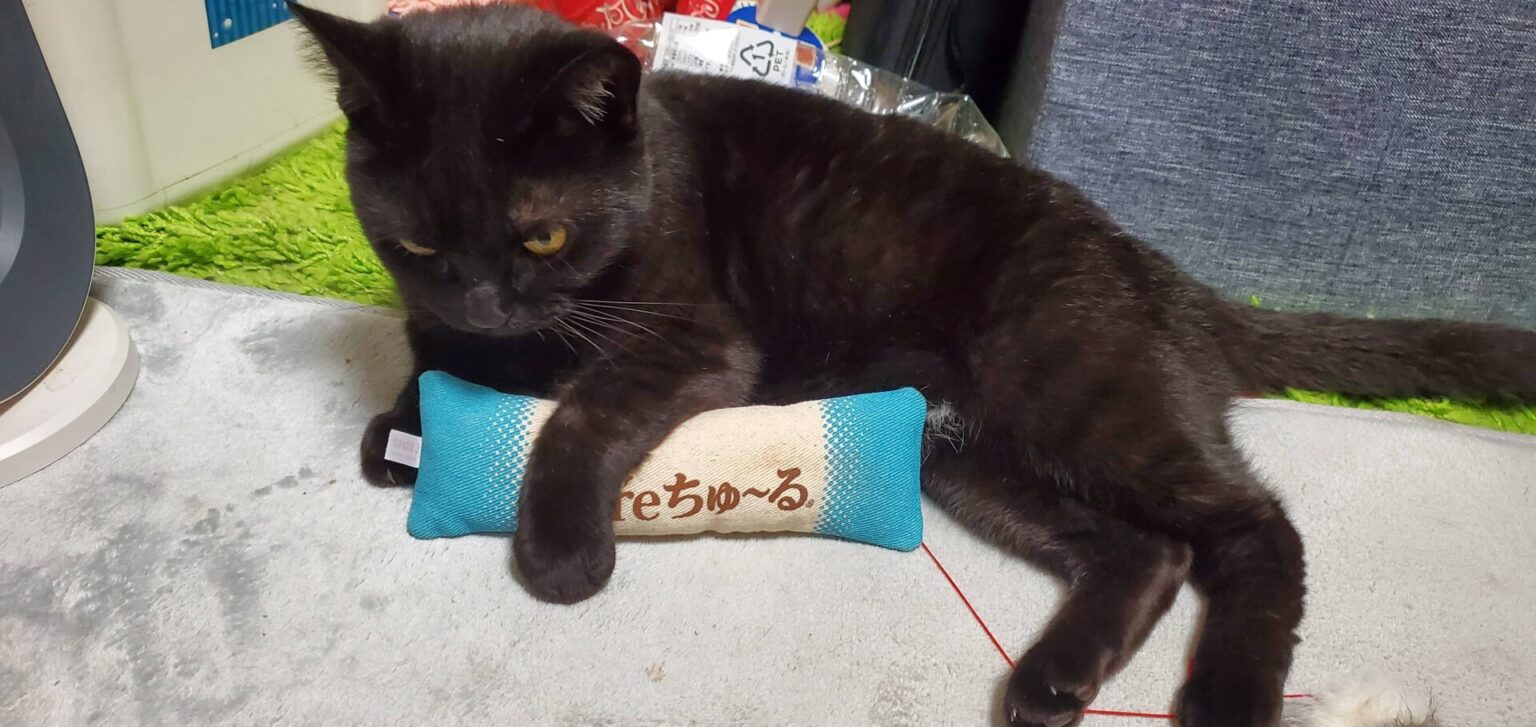 猫ちゃん寝てるとこ覗いたら