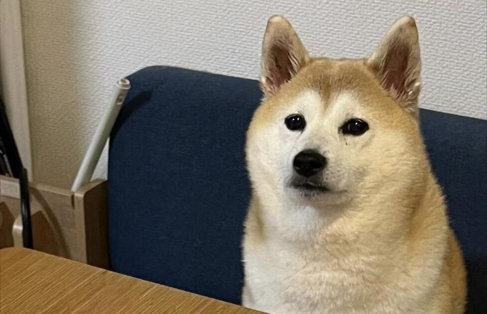 【悲報】イッヌ「自分もここで食べます」