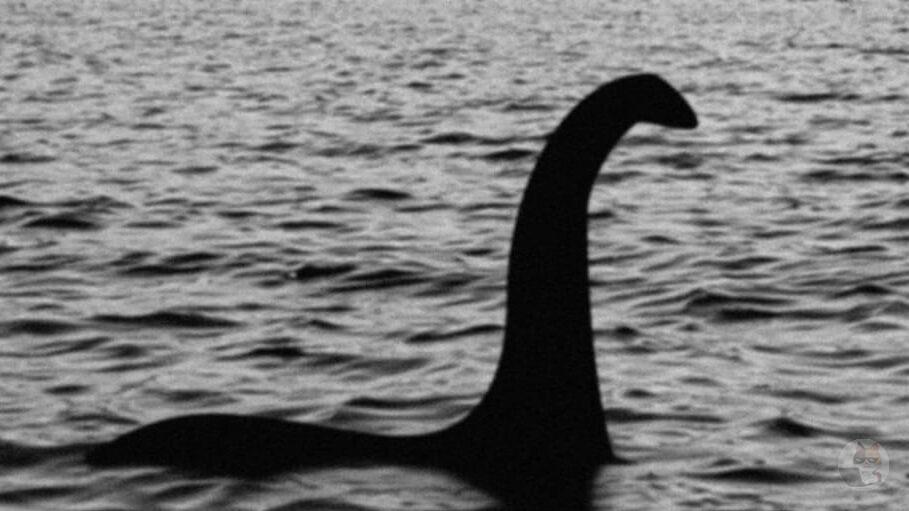 ネッシーの正体はクジラのペニス 海外で憶測広がる