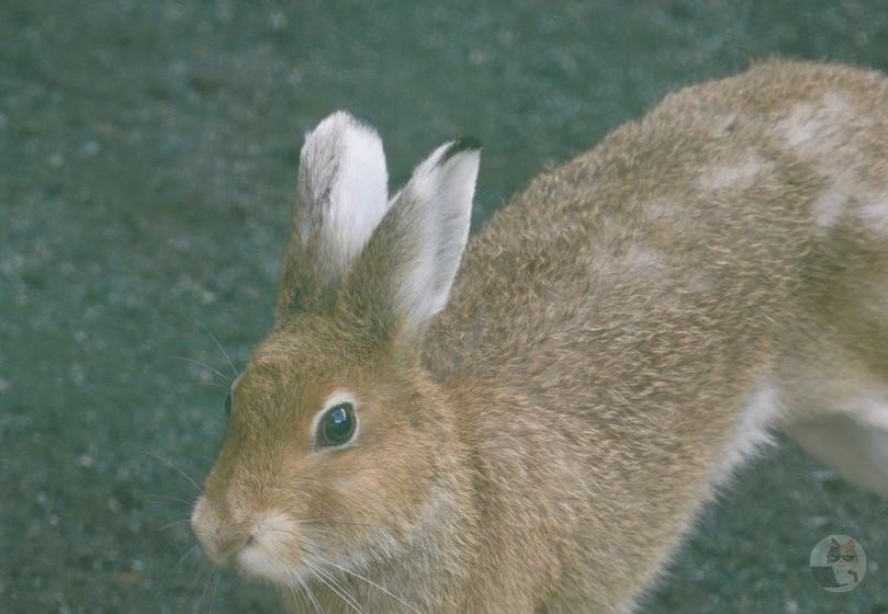 北海道のウサギ「雪が深いから適応しなきゃ!」
