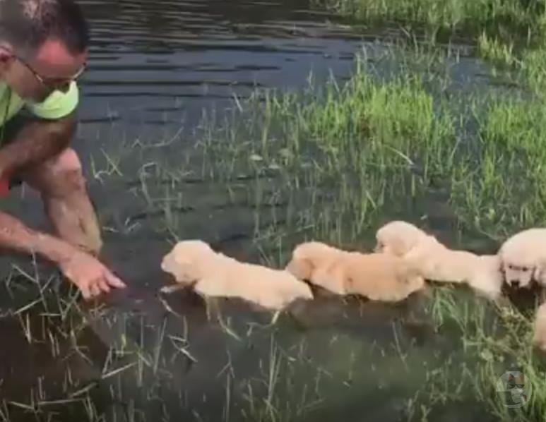 【動画】わんさん、犬かきの訓練をしてしまう