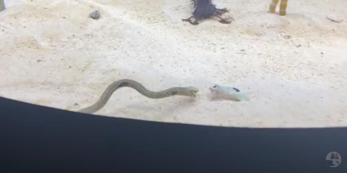 【動画】チンアナゴの喧嘩wwwwwwwwww