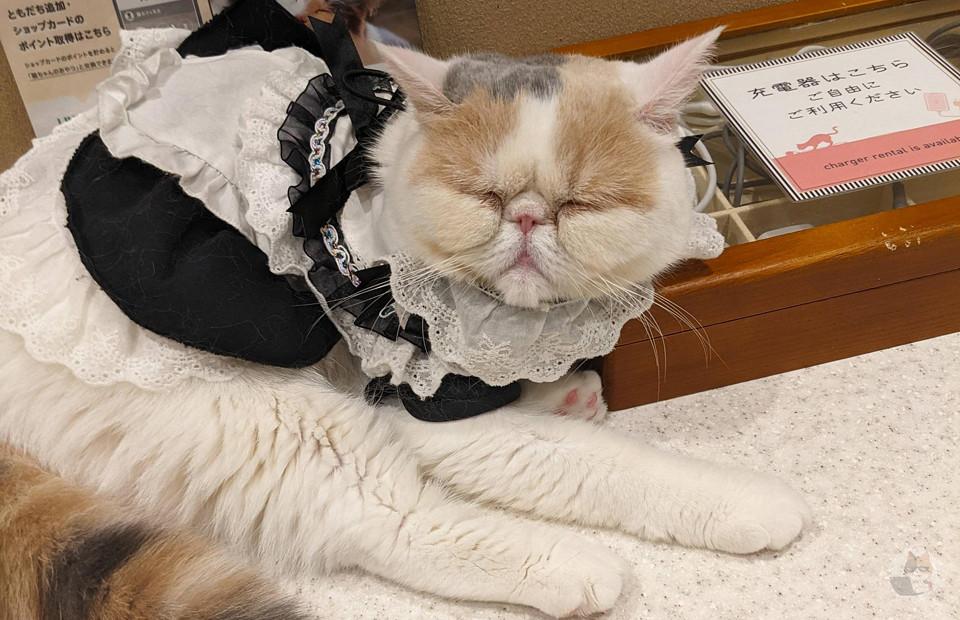 【画像】近所の猫カフェの推し猫
