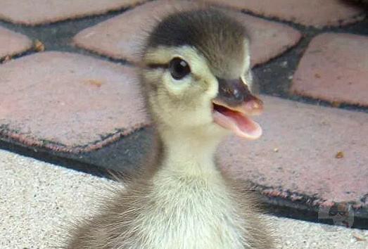 【画像】動物の赤ちゃんで一番可愛いのって何?