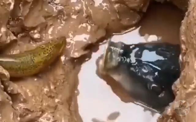 【動画】うなぎさん、自殺してしまう