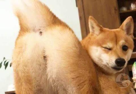 イッヌ、すごく高いところを登る