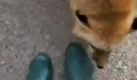 クッソ甘えてくるタヌキさん、発見される