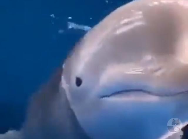 【動画】イルカの頭プニプニすぎて草
