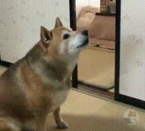 【動画gif】イッヌ、おやつが貰えなくてブチ切れWWWWWWWWWWWWWWWWW