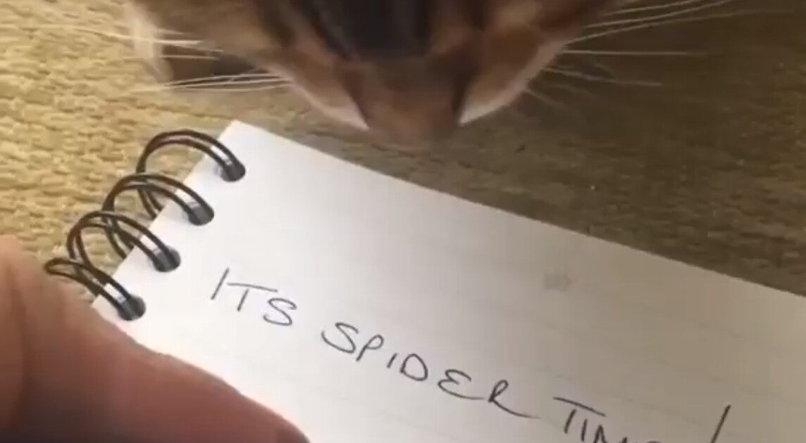 【悲報】猫の知能が低すぎる