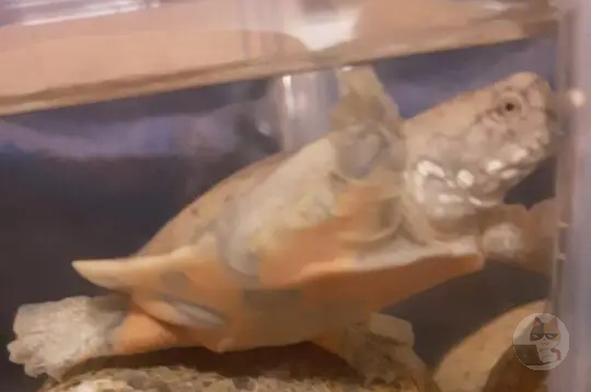 【画像】なんJ生物部