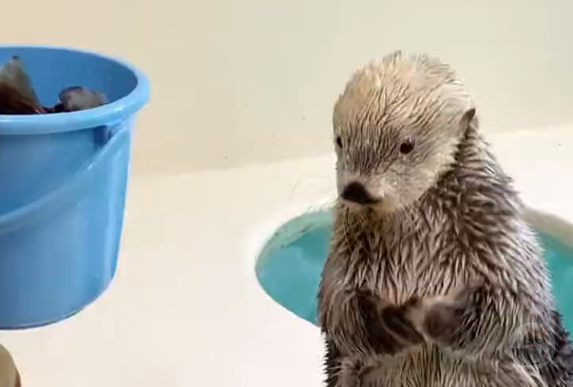 鳥羽水族館、ラッコさんに重労働を課してしまう…
