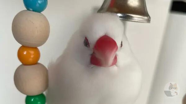 なんJ文鳥かわいい部