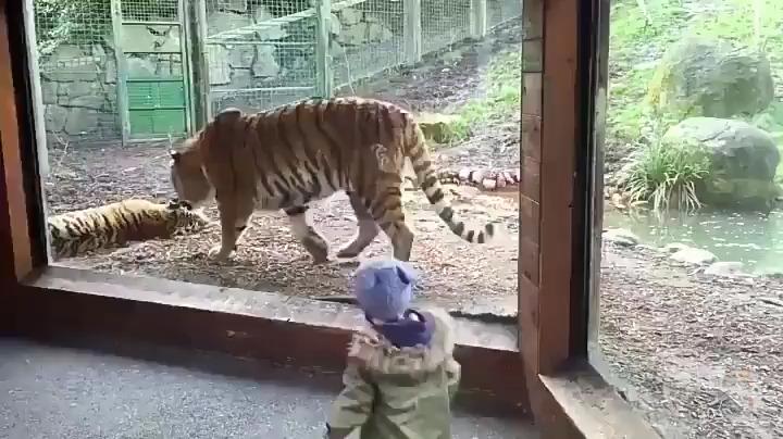 【動画】格ゲーみたいな虎、見つかる