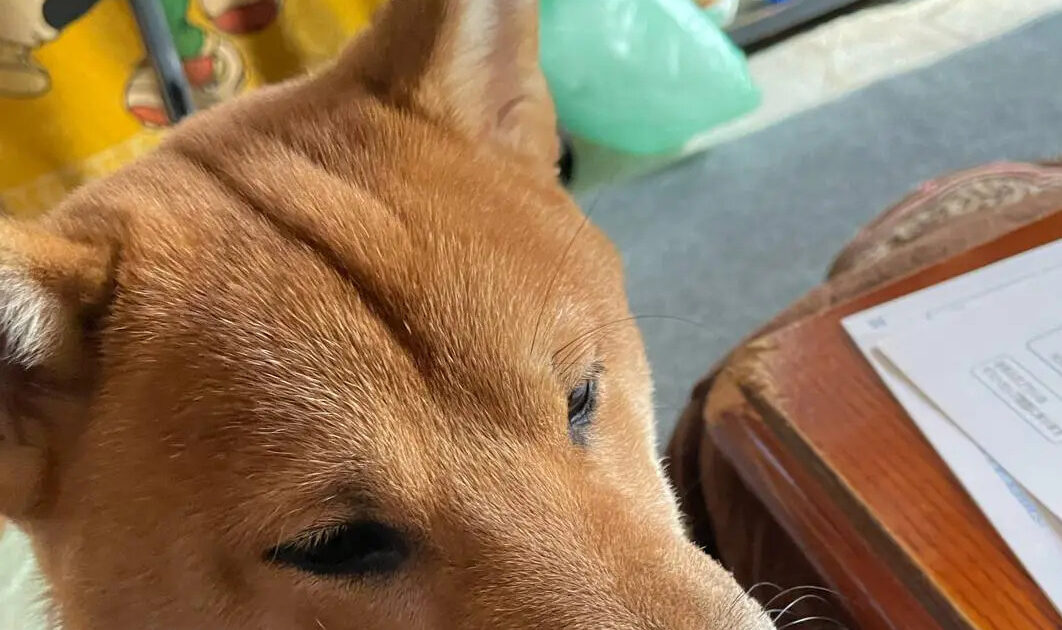 キツネ飼ってるんだが