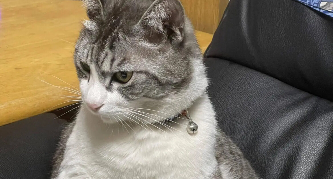 【画像】我が家のネッコ、朝から大暴れ!!!!!!