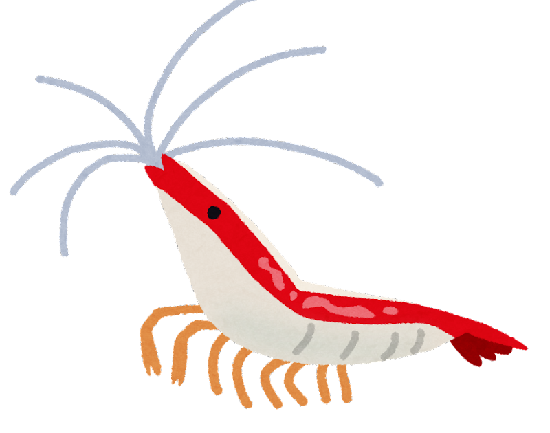 【画像】めっちゃオシャレな柄のエビ、見つかるwwwwwwwwwwwwwwwwwwwwwwwwwwww