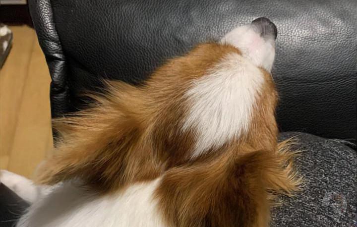 イッヌ、膝の上で寝る