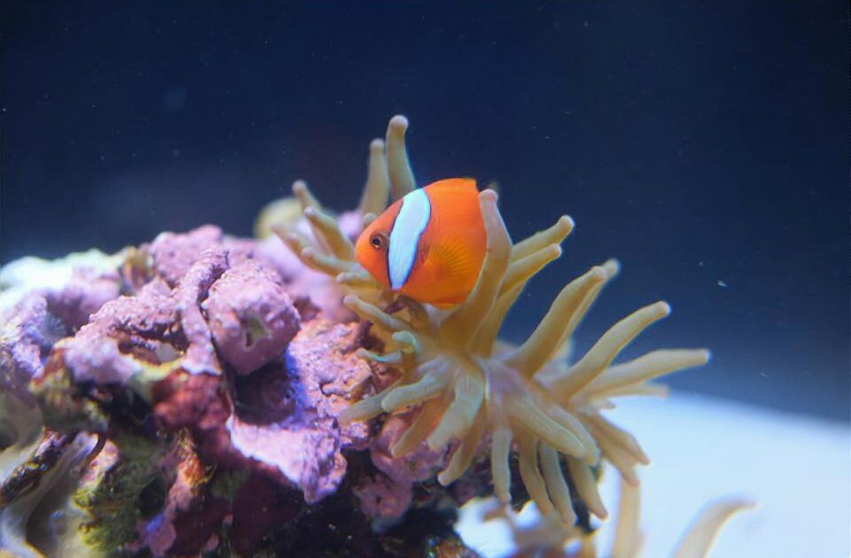 【画像】カメラド初心者が水族館行ってきた