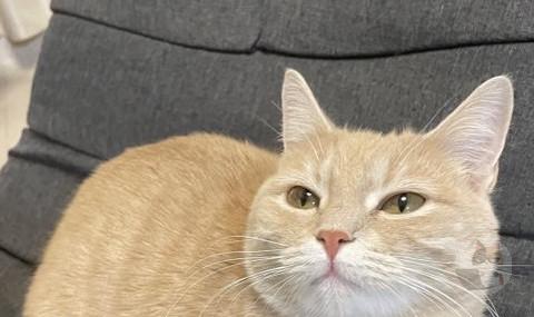 【朗報】猫、器用に座る