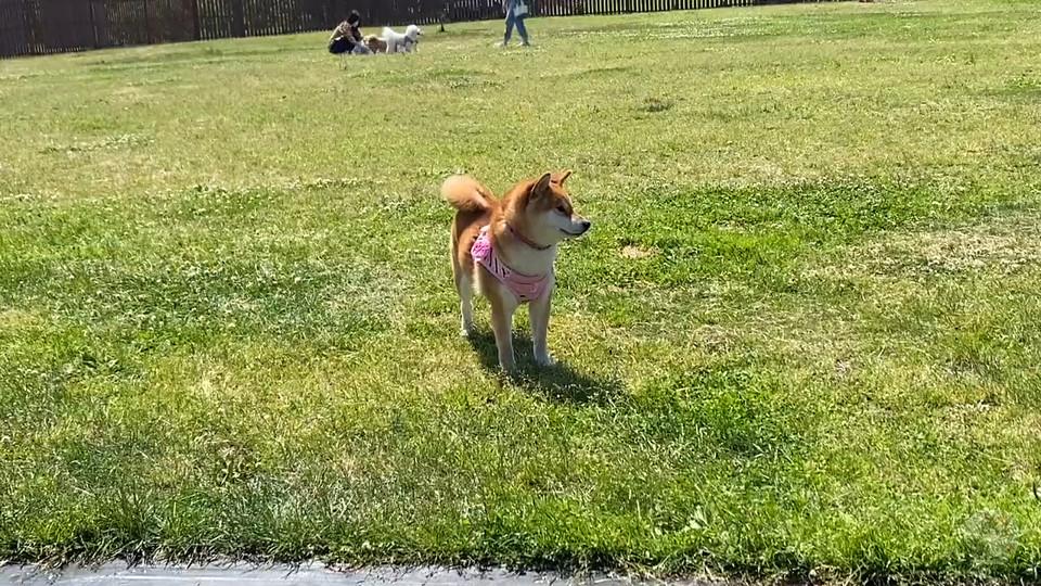 【悲報】柴イッヌ、人見知りで飲み会の陰キャみたいになってしまう