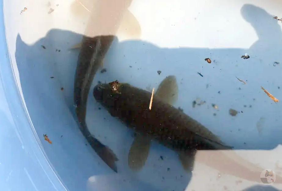 【画像】鯉、ワイに釣られて絶望的な顔になる