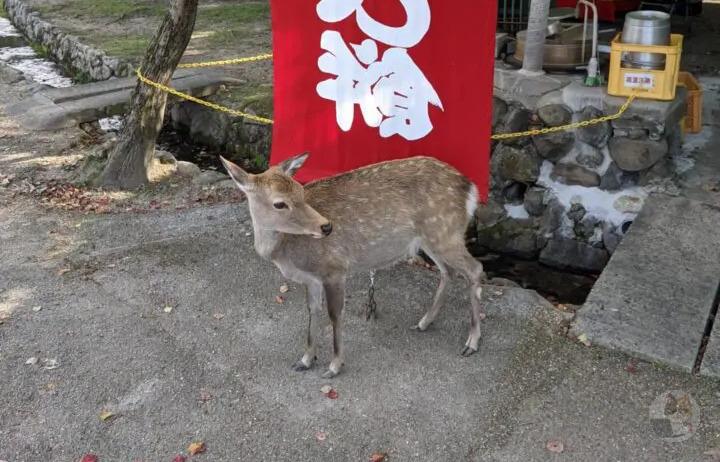 【画像】シカさん、かわいい