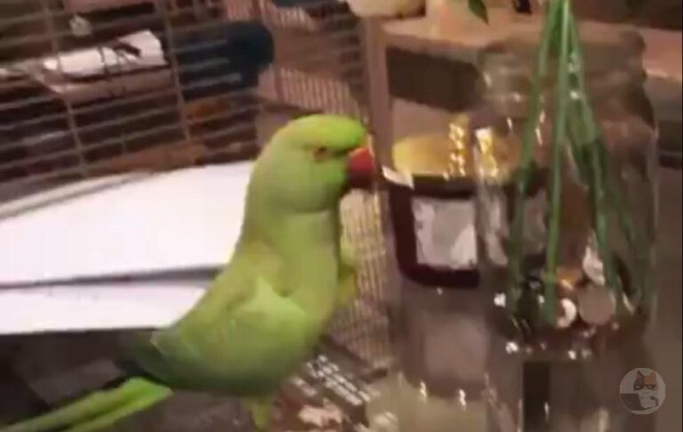 【動画】オウム、クソしょうもない事で喜ぶ