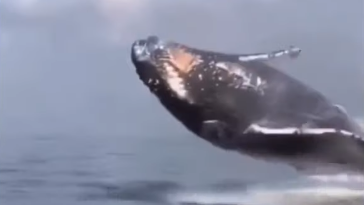 【動画】クジラの鳴き声、怖すぎる