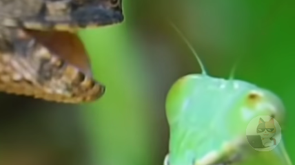 【閲覧注意】カマキリさん、ガチでカメレオンを食ってしまう