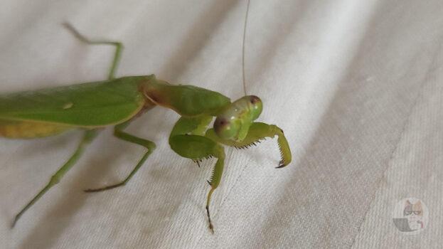 【虫注意】生まれて初めて野生のカマキリ見た!!!