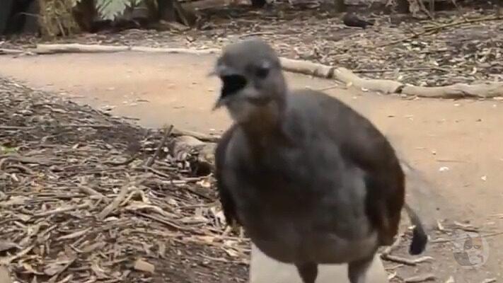 【動画】鳥さん、ビームを打つ