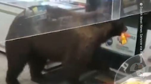 【動画】セブンイレブンにヒグマ侵入WWWWWWW