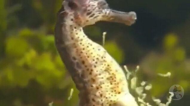 【動画】タツノオトシゴ、ガチでヤバいwwwwwwwwwwwwwwwwwwwwww